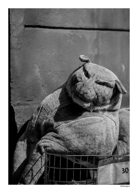 Möllantigern